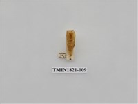 藏品(蔬菜害蟲)的圖片